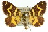  ( - 11ANIC-06534)  @11 [ ] CreativeCommons - Attribution (2011) ANIC/CBG Photography Group Centre for Biodiversity Genomics
