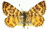  (Chrysolarentia chrysocyma - 11ANIC-06541)  @15 [ ] CreativeCommons - Attribution (2011) ANIC/CBG Photography Group Centre for Biodiversity Genomics
