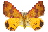  ( - 11ANIC-06543)  @13 [ ] CreativeCommons - Attribution (2011) ANIC/CBG Photography Group Centre for Biodiversity Genomics