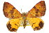  (Chrysolarentia perornata - 11ANIC-06544)  @15 [ ] CreativeCommons - Attribution (2011) ANIC/CBG Photography Group Centre for Biodiversity Genomics