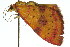  ( - 11ANIC-06545)  @12 [ ] CreativeCommons - Attribution (2011) ANIC/CBG Photography Group Centre for Biodiversity Genomics