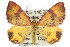  ( - 11ANIC-06547)  @13 [ ] CreativeCommons - Attribution (2011) ANIC/CBG Photography Group Centre for Biodiversity Genomics