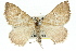  (Chrysolarentia leucozona - 11ANIC-06560)  @14 [ ] CreativeCommons - Attribution (2011) ANIC/CBG Photography Group Centre for Biodiversity Genomics