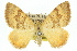  (Chrysolarentia insulsata - 11ANIC-06564)  @15 [ ] CreativeCommons - Attribution (2011) ANIC/CBG Photography Group Centre for Biodiversity Genomics