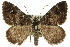  (Chrysolarentia photographica - 11ANIC-06569)  @15 [ ] CreativeCommons - Attribution (2011) ANIC/CBG Photography Group Centre for Biodiversity Genomics
