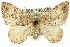  ( - 11ANIC-06574)  @12 [ ] CreativeCommons - Attribution (2011) ANIC/CBG Photography Group Centre for Biodiversity Genomics