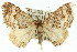  (Chrysolarentia hilaodes - 11ANIC-06576)  @13 [ ] CreativeCommons - Attribution (2011) ANIC/CBG Photography Group Centre for Biodiversity Genomics