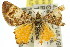  ( - 11ANIC-06577)  @14 [ ] CreativeCommons - Attribution (2011) ANIC/CBG Photography Group Centre for Biodiversity Genomics