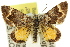  ( - 11ANIC-06579)  @11 [ ] CreativeCommons - Attribution (2011) ANIC/CBG Photography Group Centre for Biodiversity Genomics