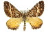 (Chrysolarentia vicissata - 11ANIC-06580)  @15 [ ] CreativeCommons - Attribution (2011) ANIC/CBG Photography Group Centre for Biodiversity Genomics