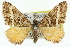 ( - 11ANIC-06581)  @14 [ ] CreativeCommons - Attribution (2011) ANIC/CBG Photography Group Centre for Biodiversity Genomics