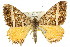  ( - 11ANIC-06582)  @11 [ ] CreativeCommons - Attribution (2011) ANIC/CBG Photography Group Centre for Biodiversity Genomics