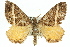 ( - 11ANIC-06584)  @14 [ ] CreativeCommons - Attribution (2011) ANIC/CBG Photography Group Centre for Biodiversity Genomics