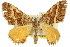  ( - 11ANIC-06585)  @11 [ ] CreativeCommons - Attribution (2011) ANIC/CBG Photography Group Centre for Biodiversity Genomics