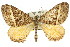  ( - 11ANIC-06587)  @11 [ ] CreativeCommons - Attribution (2011) ANIC/CBG Photography Group Centre for Biodiversity Genomics