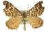  ( - 11ANIC-06588)  @15 [ ] CreativeCommons - Attribution (2011) ANIC/CBG Photography Group Centre for Biodiversity Genomics