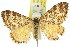  ( - 11ANIC-06591)  @15 [ ] CreativeCommons - Attribution (2011) ANIC/CBG Photography Group Centre for Biodiversity Genomics