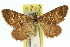  (Chrysolarentia sp. ANIC2 - 11ANIC-06594)  @11 [ ] CreativeCommons - Attribution (2011) ANIC/CBG Photography Group Centre for Biodiversity Genomics