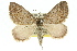  (Chrysolarentia symphona - 11ANIC-06597)  @14 [ ] CreativeCommons - Attribution (2011) ANIC/CBG Photography Group Centre for Biodiversity Genomics