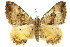  ( - 11ANIC-06599)  @11 [ ] CreativeCommons - Attribution (2011) ANIC/CBG Photography Group Centre for Biodiversity Genomics