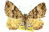  (Chrysolarentia tacera - 11ANIC-06600)  @11 [ ] CreativeCommons - Attribution (2011) ANIC/CBG Photography Group Centre for Biodiversity Genomics
