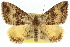  ( - 11ANIC-06601)  @11 [ ] CreativeCommons - Attribution (2011) ANIC/CBG Photography Group Centre for Biodiversity Genomics