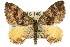  (Chrysolarentia perialla - 11ANIC-06602)  @14 [ ] CreativeCommons - Attribution (2011) ANIC/CBG Photography Group Centre for Biodiversity Genomics