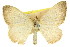  (Chrysolarentia panochra - 11ANIC-06606)  @11 [ ] CreativeCommons - Attribution (2011) ANIC/CBG Photography Group Centre for Biodiversity Genomics