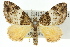  ( - 11ANIC-06620)  @11 [ ] CreativeCommons - Attribution (2011) ANIC/CBG Photography Group Centre for Biodiversity Genomics