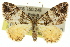  (Chrysolarentia phaedra - 11ANIC-06621)  @15 [ ] CreativeCommons - Attribution (2011) ANIC/CBG Photography Group Centre for Biodiversity Genomics