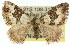  ( - 11ANIC-06622)  @14 [ ] CreativeCommons - Attribution (2011) ANIC/CBG Photography Group Centre for Biodiversity Genomics