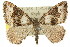  ( - 11ANIC-06626)  @15 [ ] CreativeCommons - Attribution (2011) ANIC/CBG Photography Group Centre for Biodiversity Genomics