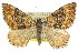  ( - 11ANIC-06629)  @13 [ ] CreativeCommons - Attribution (2011) ANIC/CBG Photography Group Centre for Biodiversity Genomics