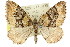  (Chrysolarentia argodesma - 11ANIC-06630)  @15 [ ] CreativeCommons - Attribution (2011) ANIC/CBG Photography Group Centre for Biodiversity Genomics