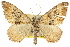  ( - 11ANIC-06631)  @11 [ ] CreativeCommons - Attribution (2011) ANIC/CBG Photography Group Centre for Biodiversity Genomics