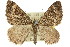  ( - 11ANIC-06632)  @15 [ ] CreativeCommons - Attribution (2011) ANIC/CBG Photography Group Centre for Biodiversity Genomics
