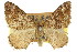  ( - 11ANIC-06633)  @11 [ ] CreativeCommons - Attribution (2011) ANIC/CBG Photography Group Centre for Biodiversity Genomics