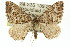  ( - 11ANIC-06634)  @14 [ ] CreativeCommons - Attribution (2011) ANIC/CBG Photography Group Centre for Biodiversity Genomics