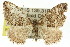  ( - 11ANIC-06635)  @14 [ ] CreativeCommons - Attribution (2011) ANIC/CBG Photography Group Centre for Biodiversity Genomics