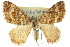  ( - 11ANIC-06636)  @11 [ ] CreativeCommons - Attribution (2011) ANIC/CBG Photography Group Centre for Biodiversity Genomics