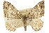  ( - 11ANIC-06637)  @11 [ ] CreativeCommons - Attribution (2011) ANIC/CBG Photography Group Centre for Biodiversity Genomics