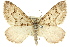  (Chrysolarentia rhynchota - 11ANIC-06638)  @14 [ ] CreativeCommons - Attribution (2011) ANIC/CBG Photography Group Centre for Biodiversity Genomics
