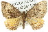 (Chrysolarentia opipara - 11ANIC-06645)  @13 [ ] CreativeCommons - Attribution (2011) ANIC/CBG Photography Group Centre for Biodiversity Genomics