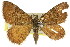  ( - 11ANIC-06647)  @11 [ ] CreativeCommons - Attribution (2011) ANIC/CBG Photography Group Centre for Biodiversity Genomics