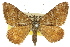  (Chrysolarentia cataphaea - 11ANIC-06650)  @14 [ ] CreativeCommons - Attribution (2011) ANIC/CBG Photography Group Centre for Biodiversity Genomics