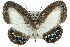  (Jamides nemophilus - 11ANIC-06667)  @15 [ ] CreativeCommons - Attribution (2011) ANIC/CBG Photography Group Centre for Biodiversity Genomics