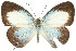  ( - 11ANIC-06671)  @11 [ ] CreativeCommons - Attribution (2011) ANIC/CBG Photography Group Centre for Biodiversity Genomics