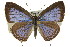  (Jamides phaseli - 11ANIC-06673)  @14 [ ] CreativeCommons - Attribution (2011) ANIC/CBG Photography Group Centre for Biodiversity Genomics