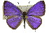 ( - 11ANIC-06674)  @14 [ ] CreativeCommons - Attribution (2011) ANIC/CBG Photography Group Centre for Biodiversity Genomics