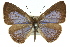  ( - 11ANIC-06675)  @11 [ ] CreativeCommons - Attribution (2011) ANIC/CBG Photography Group Centre for Biodiversity Genomics